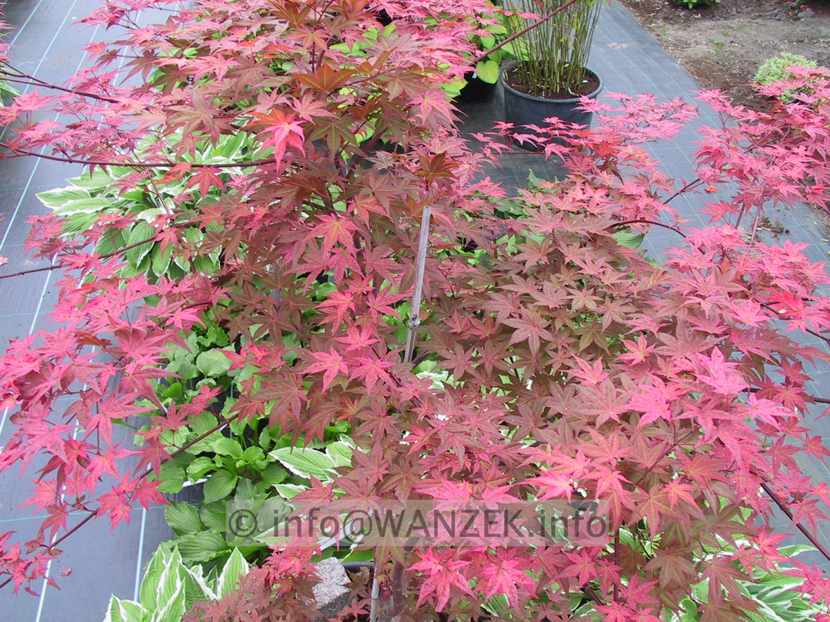 Acer palmatum Deshojo-1.JPG